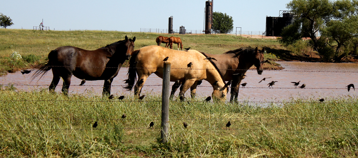 Horses, in Enid, OK Horses, Unusual pictures, Animals