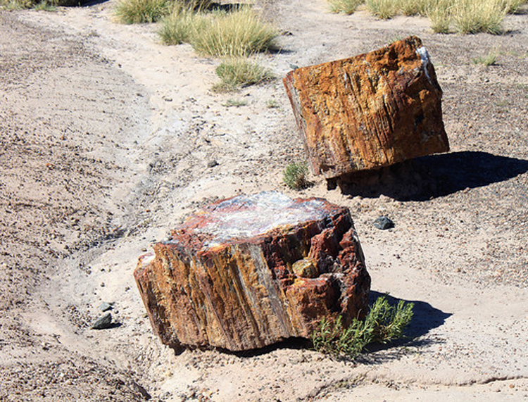 Petrified Wood