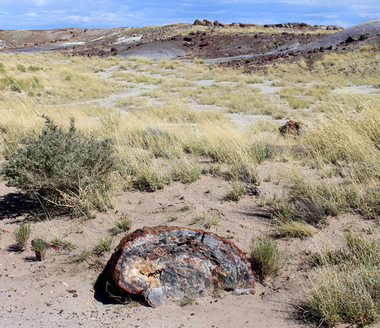 Petrified Wood