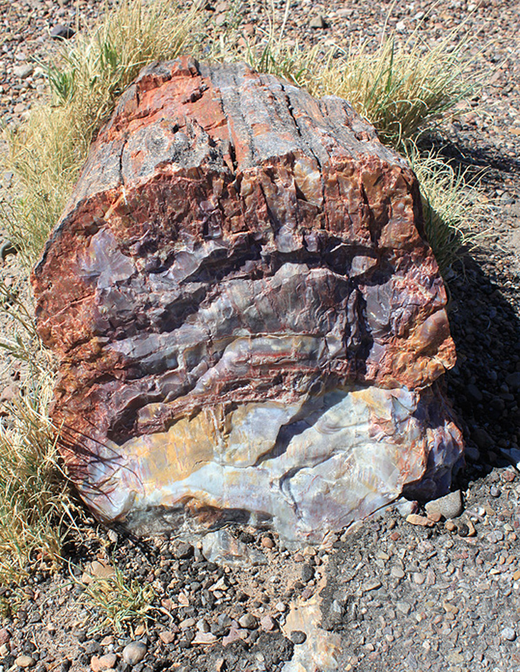 Petrified Wood