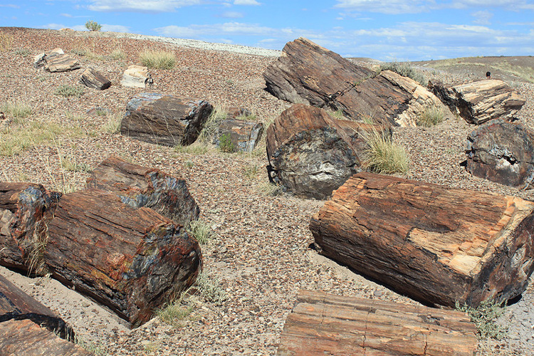 Petrified Wood