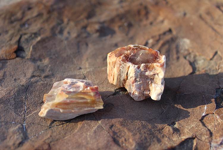 Petrified Wood