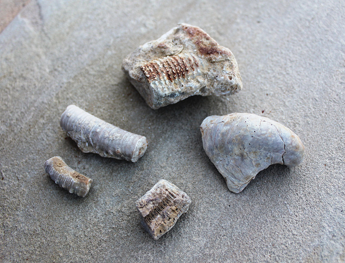 Fossils